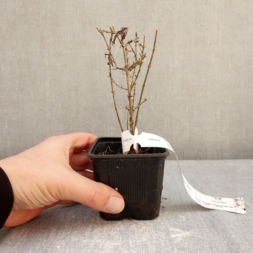 Leptodermis oblonga Summer Stars Vasetto da 8/9 cm esemplare consegnato in inverno