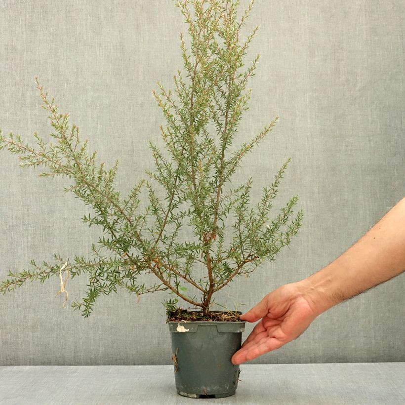 Esemplare di Leptospermum scoparium Apple blossom - Manuka Vaso da 2L/3L consegnato in estate