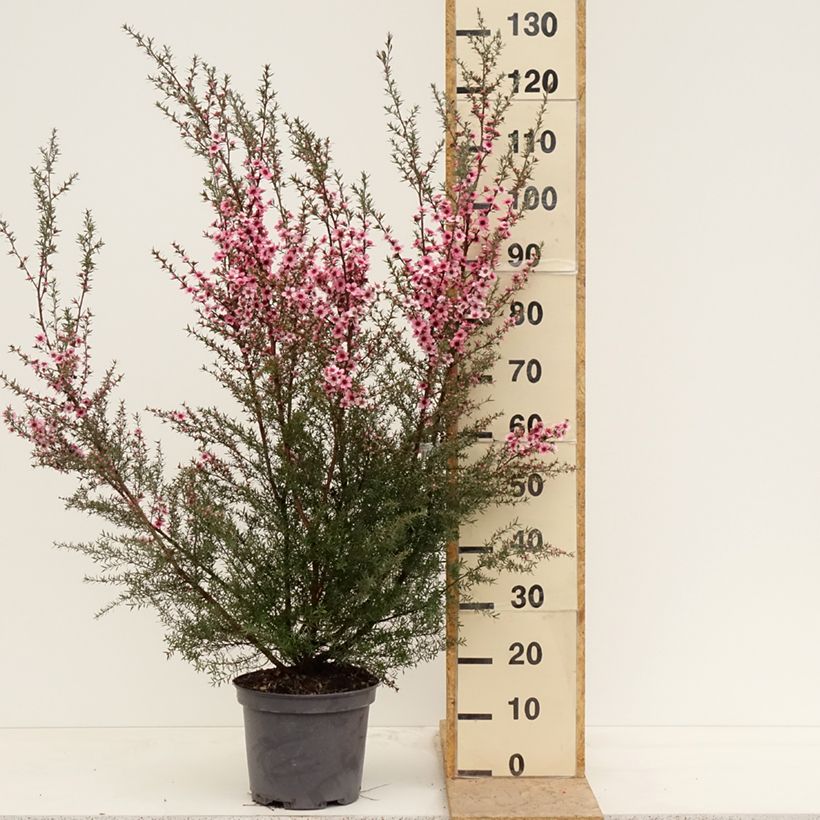 Leptospermum scoparium Martini - Manuka Vaso da 7,5L/10L esemplare consegnato in primavera