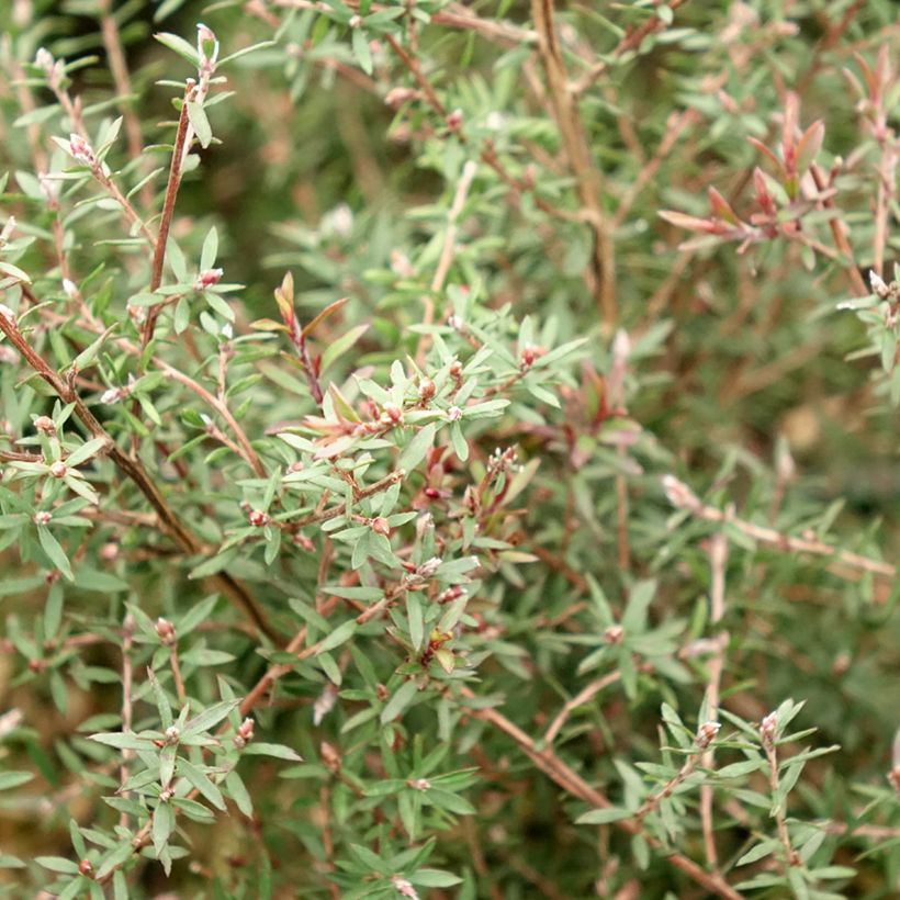 Leptospermum scoparium Nanum Kiwi - Manuka (Foliage)