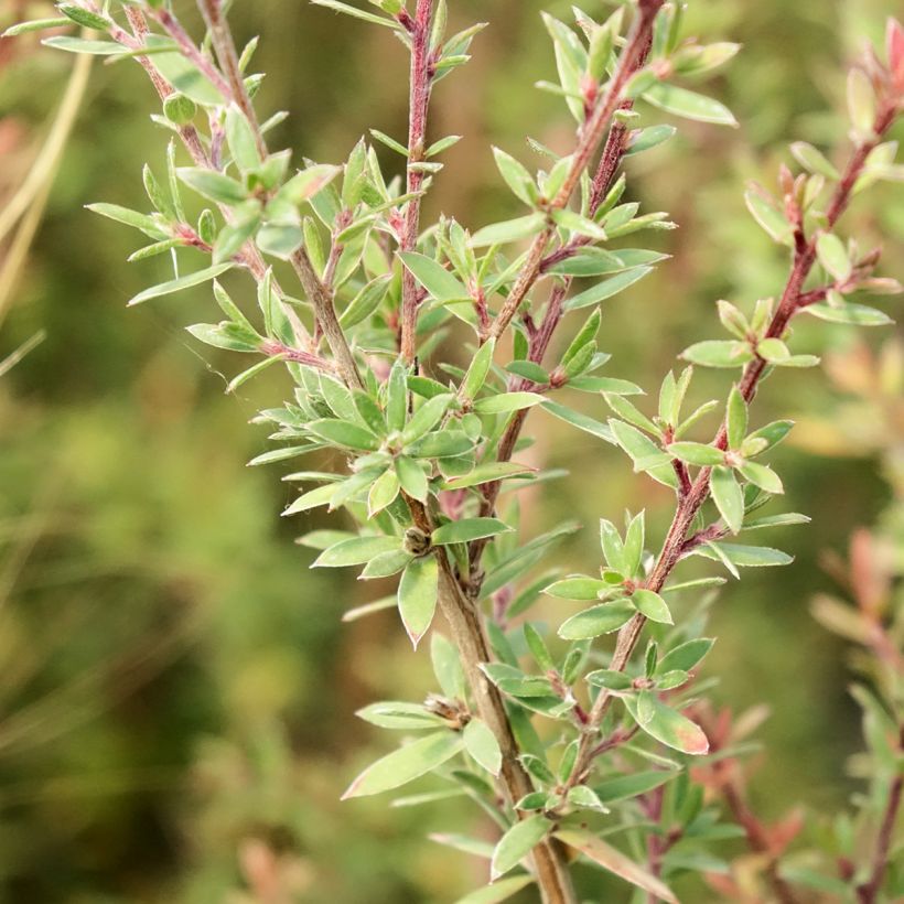 Leptospermum scoparium Snow Flurry - Manuka (Foliage)
