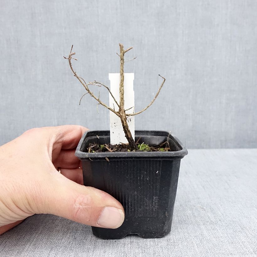 Example of Leptospermum scoparium Snow Flurry - Manuka Vasetto da 8/9 cm as you get in printemps