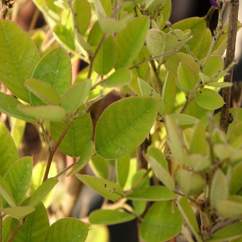 Lespedeza bicolor Summer Beauty (Fogliame)