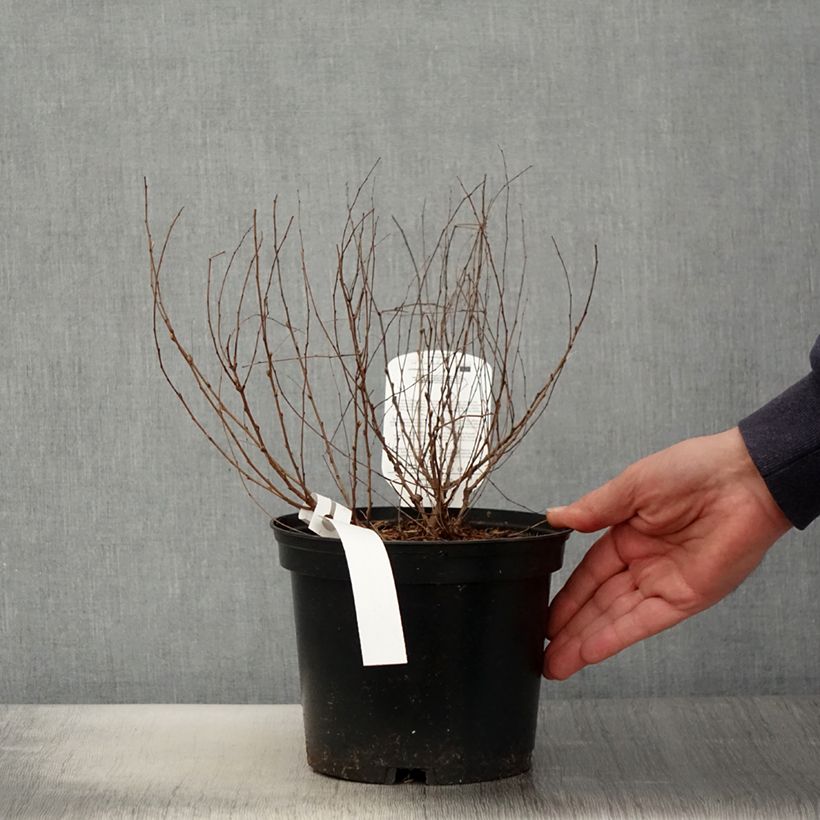 Lespedeza bicolor Yakushima Vaso da 3L/4L esemplare consegnato in primavera