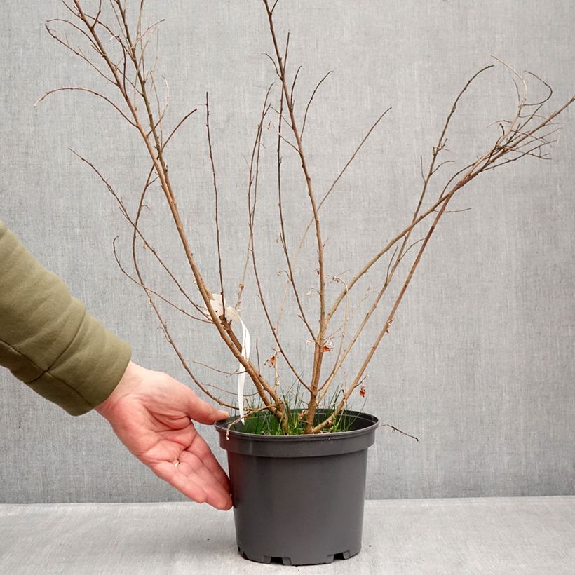 Lespedeza liukiuensis Little Volcano Vaso da 3L/4L esemplare consegnato in inverno