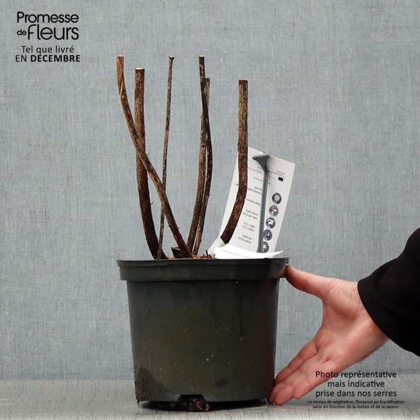 Lespedeza thunbergii Gibraltar Vaso da 1,5L/2L esemplare consegnato in inverno