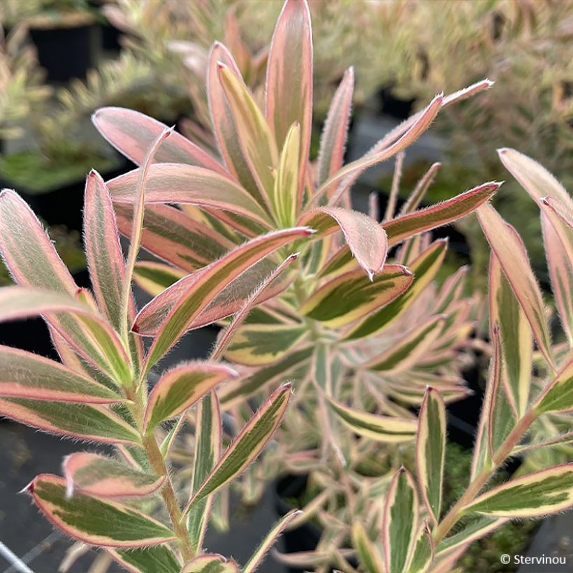 Leucadendron Jester (Foliage)