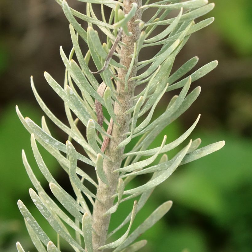 Leucadendron galpinii Carlin (Foliage)