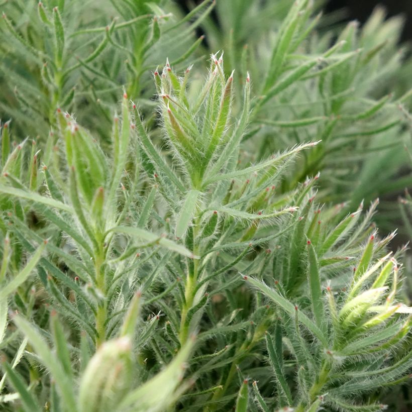 Leucadendron Jubilee Crown (Fogliame)