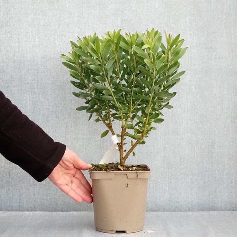 Example of Leucadendron Safari Goldstrike Vaso da 3L/4L as you get in hiver