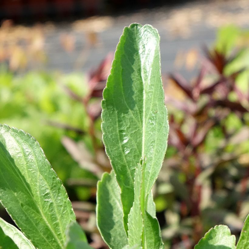 Leucanthemum superbum Polaris - Margherita (Foliage)