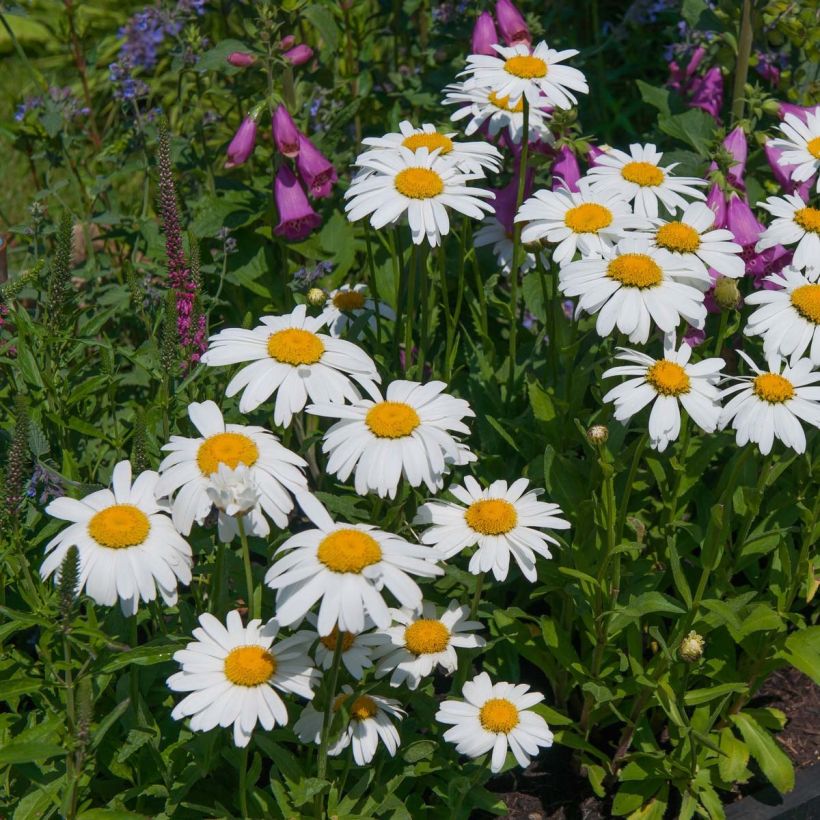 Leucanthemum superbum Petite Princesse d'Argent - Margherita (Fioritura)