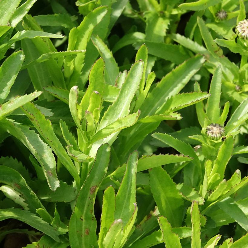 Leucanthemum Snow Lady - Margherita (Fogliame)