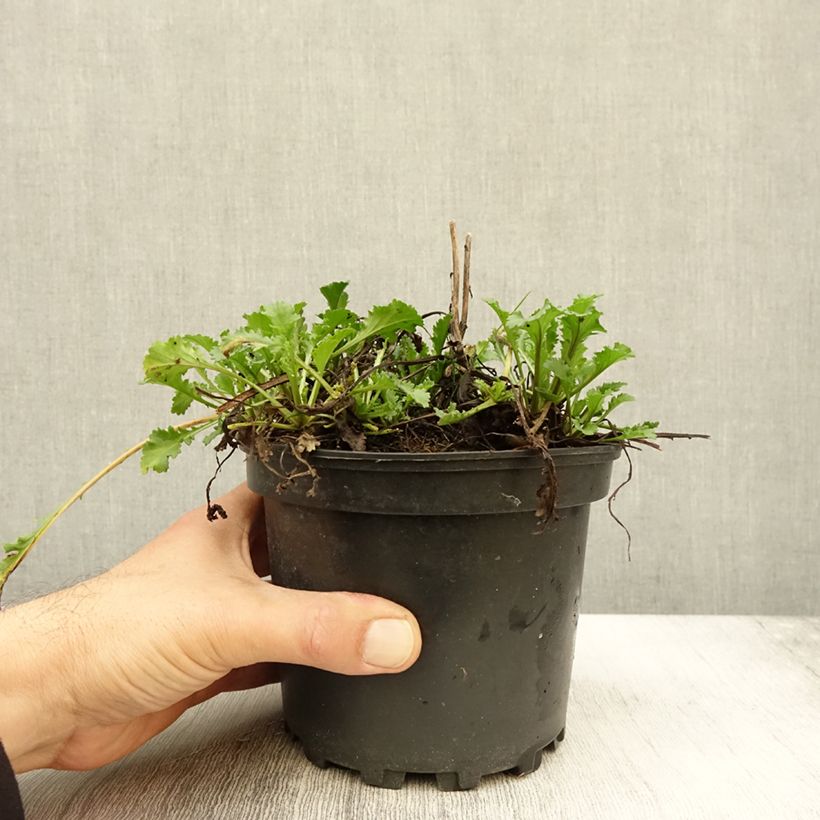 Esemplare di Leucanthemum superbum Becky - Grande marguerite Pot de 2L/3L come consegnato in autunno