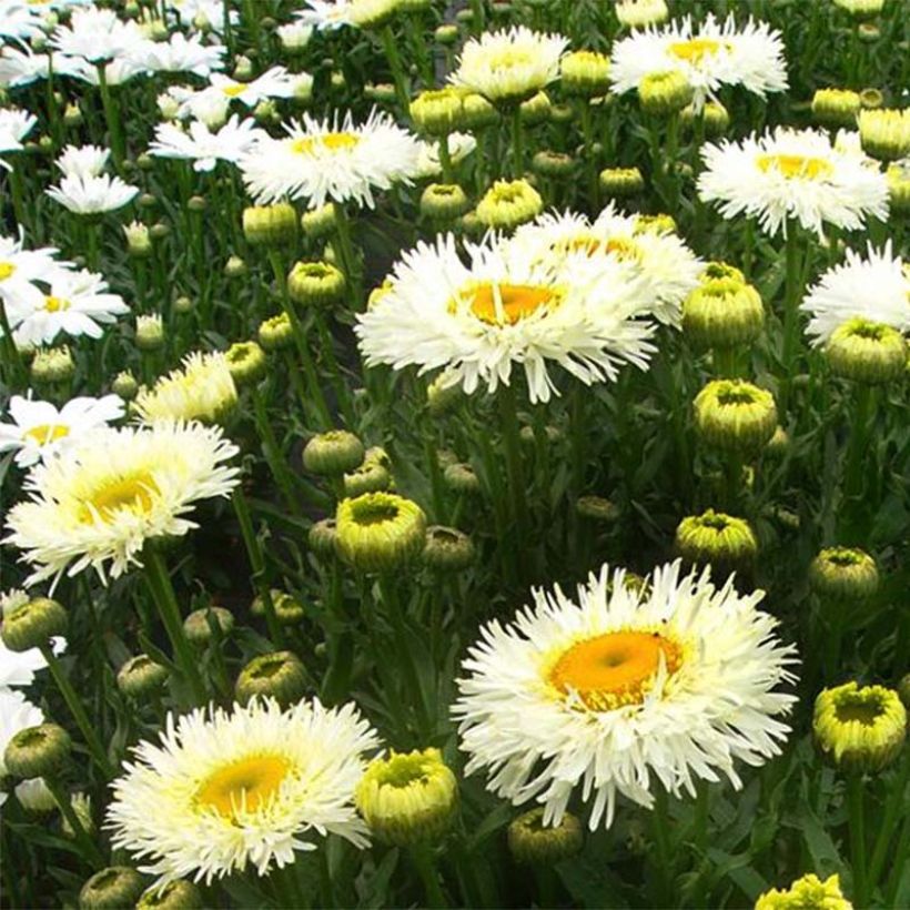 Leucanthemum superbum Real Galaxy - Margherita (Flowering)