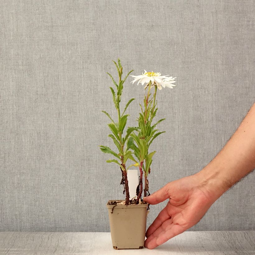 Esemplare di Leucanthemum superbum Real Glory - Margherita Vasetto da 8/9 cm consegnato in estate