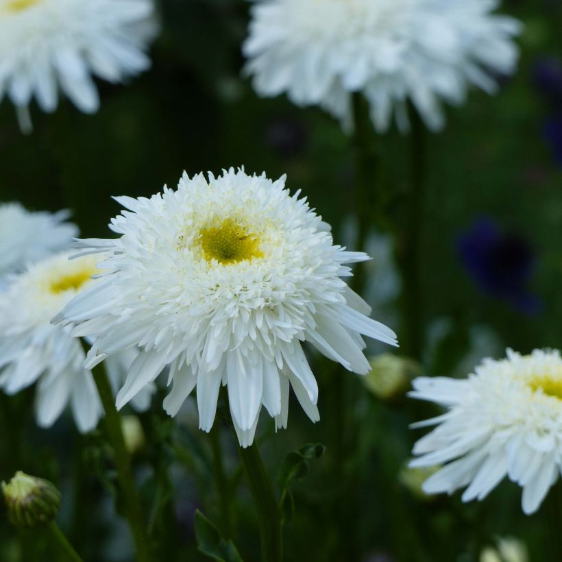 Leucanthemum superbum Wirral Supreme - Margherita (Flowering)