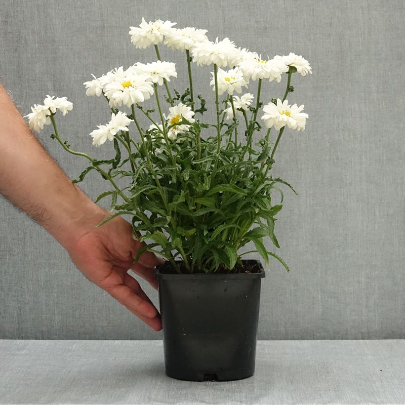 Esemplare di Leucanthemum superbum Victorian Secret - Margherita Vaso da 2L/3L consegnato in estate