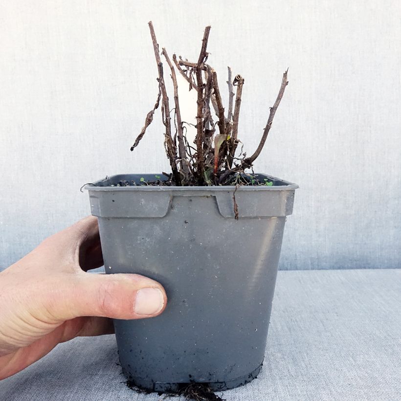 Example of Leucanthemum superbum Victorian Secret - Margherita Vaso da 2L/3L as you get in printemps