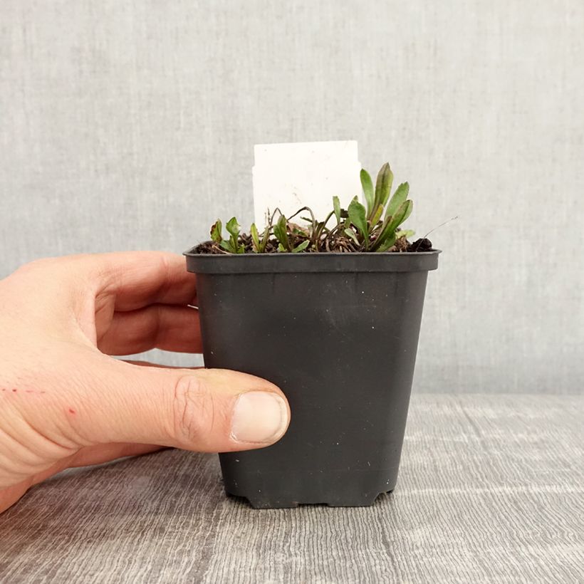 Leucanthemum superbum Brightside - Margherita Vasetto da 8/9 cm esemplare consegnato in primavera