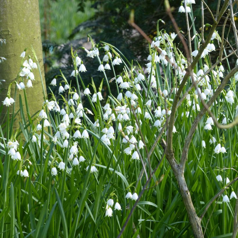 Leucojum aestivum Gravetye Giant - Campanelle maggiori (Plant habit)