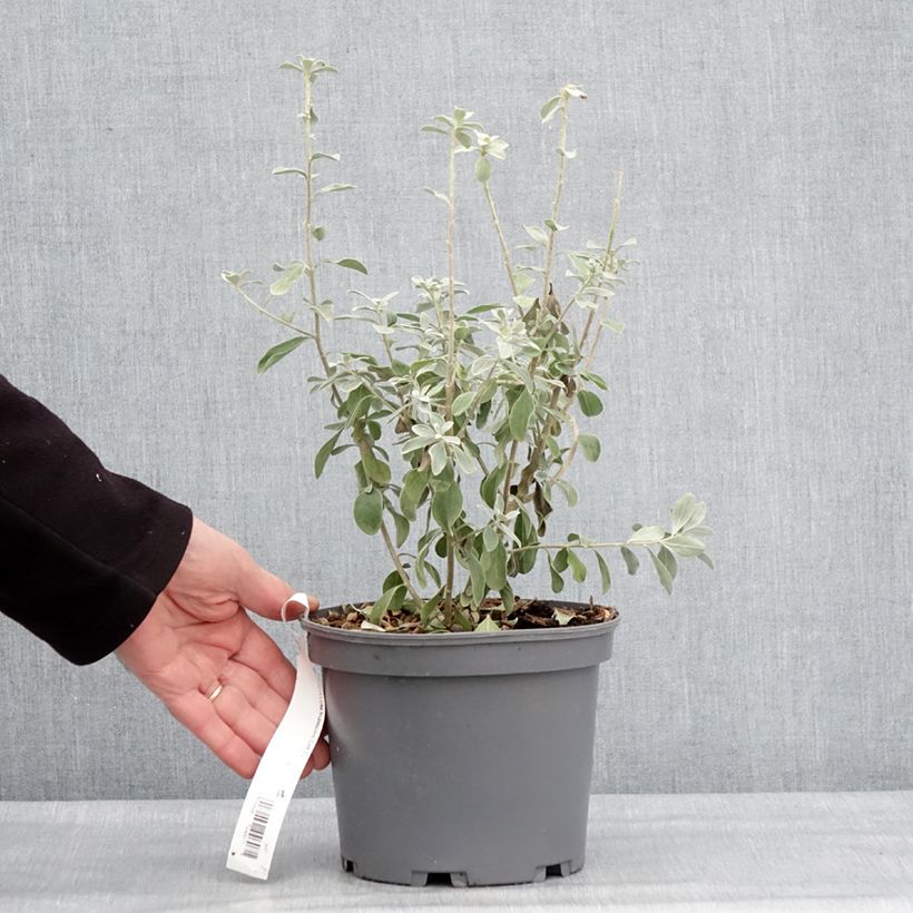 Leucophyllum frutescens - Sauge du désert Pot de 3L/4L esemplare consegnato in inverno