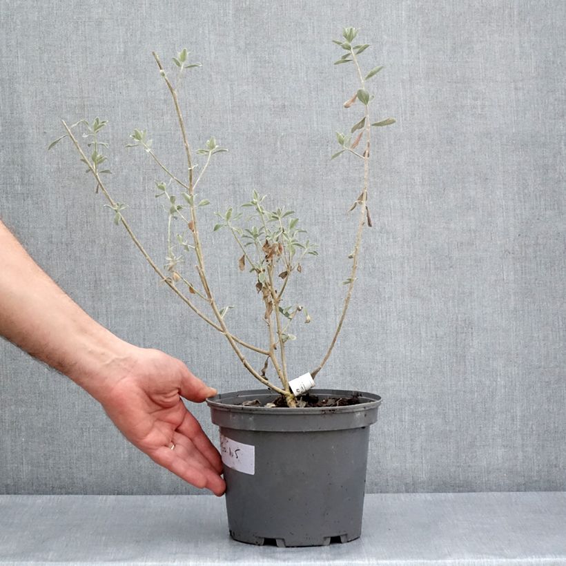 Example of Leucophyllum frutescens - Leucofillo Vaso da 3L/4L as you get in printemps