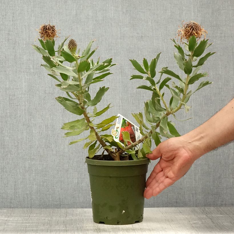 Example of Leucospermum Ayoba Red Vaso da 2L/3L as you get in printemps