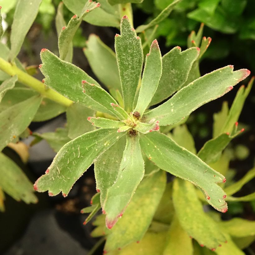 Leucospermum Ayoba Red (Foliage)