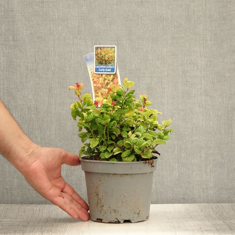 Esemplare di Leucothoe axillaris Curly Gold Vaso da 2L/3L consegnato in estate