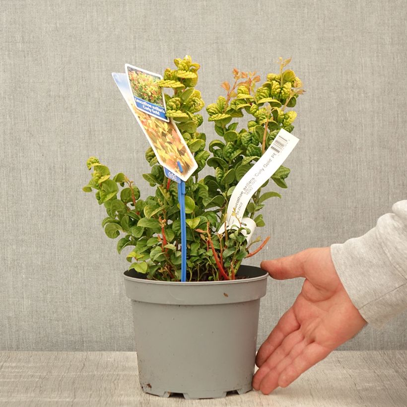 Example of Leucothoe axillaris Curly Gold Vaso da 2L/3L as you get in printemps