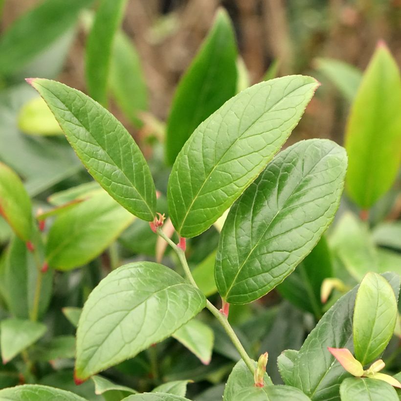Leucothoe axillaris Red Lips (Fogliame)