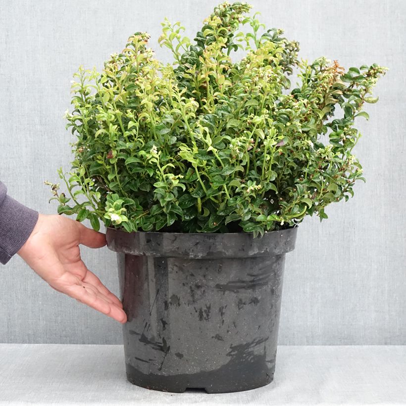 Leucothoe axillaris Twisting Red Vaso da 7,5L/10L esemplare consegnato in primavera