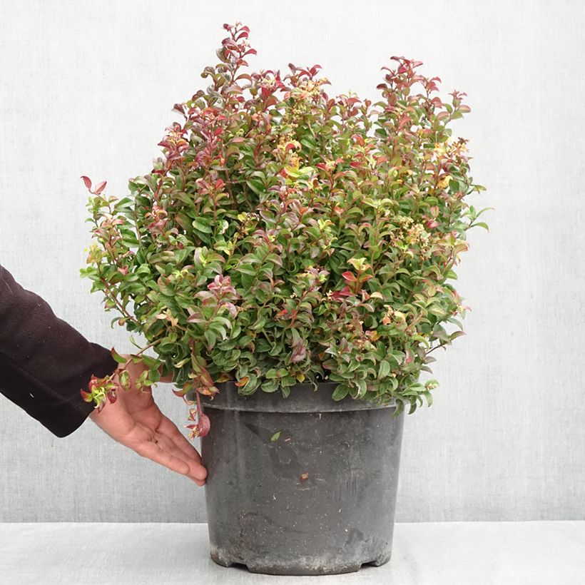 Esemplare di Leucothoe axillaris Twisting Red Vaso da 7,5L/10L come consegnato in autunno