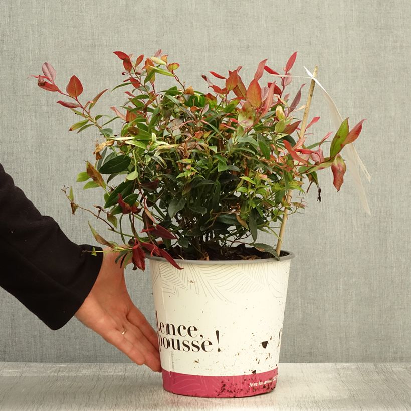 Esemplare di Leucothoe fontanesiana Color Diamond Pot de 4L/5L come consegnato in autunno