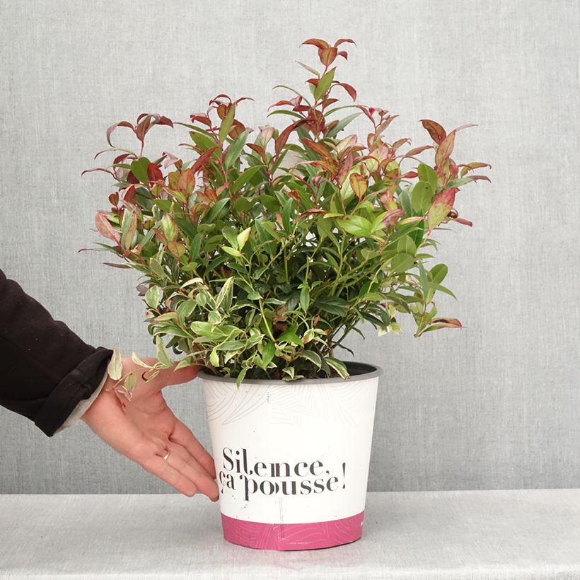 Leucothoe fontanesiana Color Diamond Vaso da 4L/5L esemplare consegnato in primavera