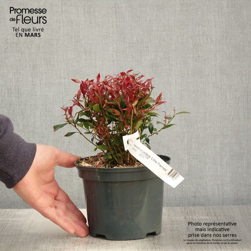 Example of Leucothoe fontanesiana Little Flames Vaso da 2L/3L as you get in printemps