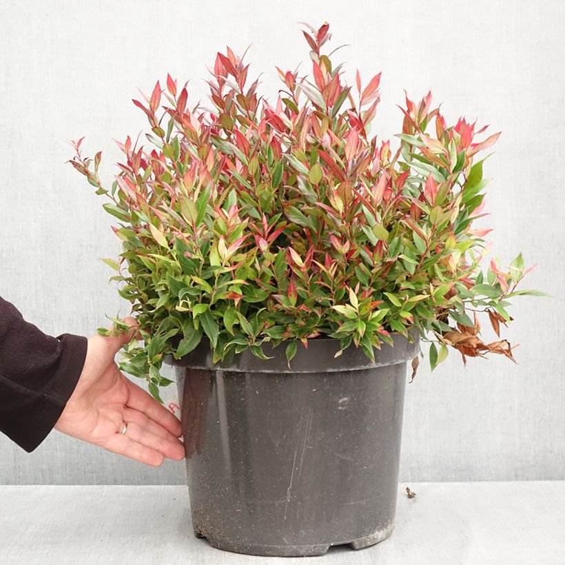 Esemplare di Leucothoe fontanesiana Little Flames Vaso da 7,5L/10L come consegnato in autunno