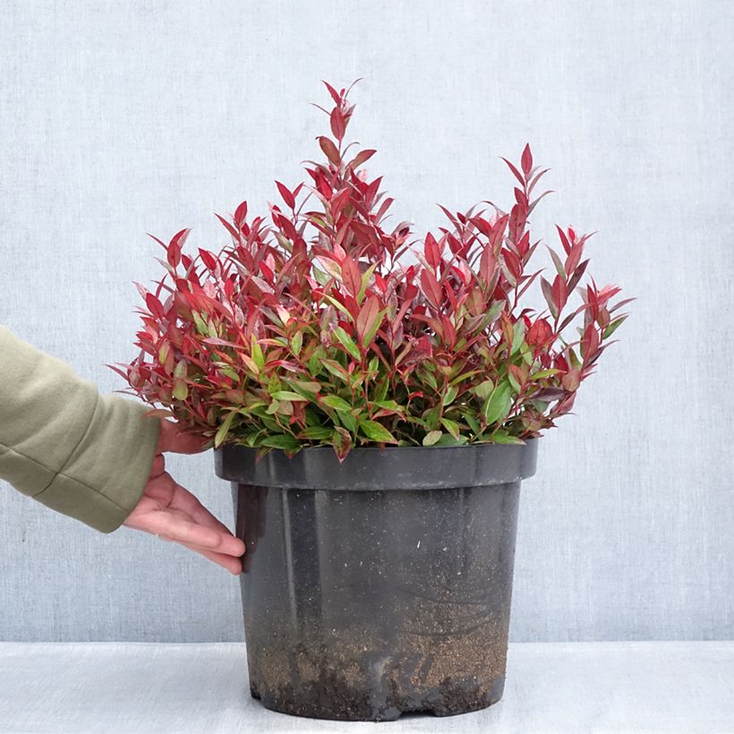 Example of Leucothoe fontanesiana Little Flames Vaso da 7,5L/10L as you get in hiver