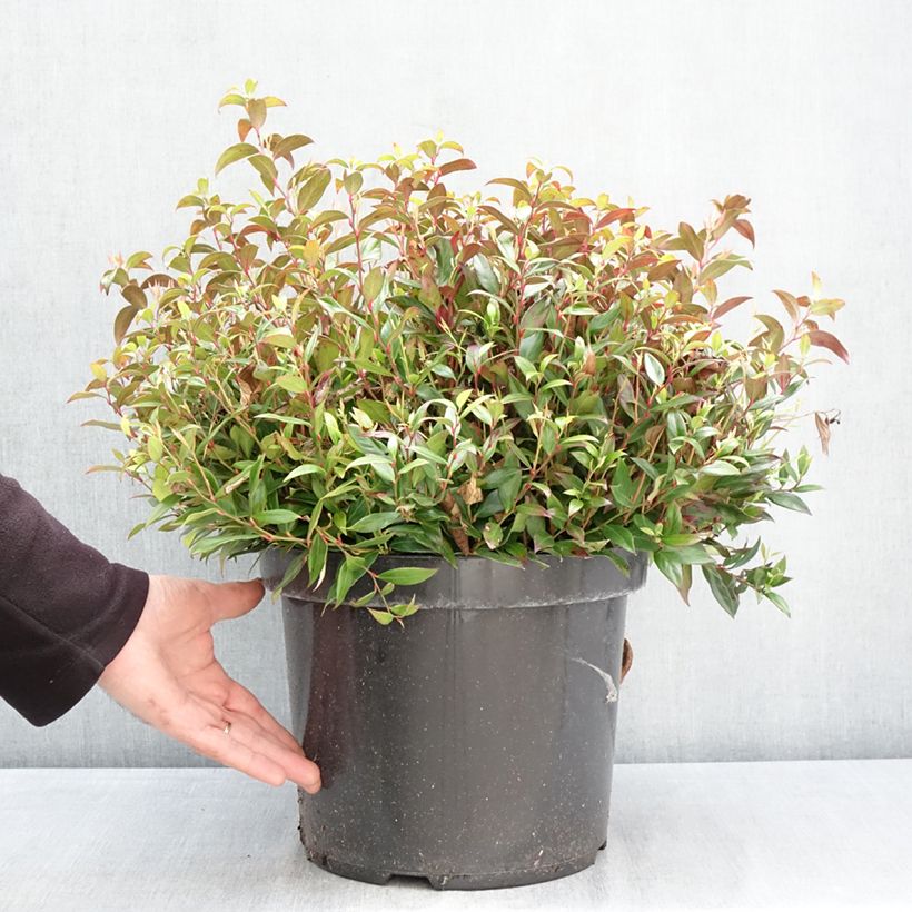 Leucothoe fontanesiana Little Flames Vaso da 7,5L/10L esemplare consegnato in primavera