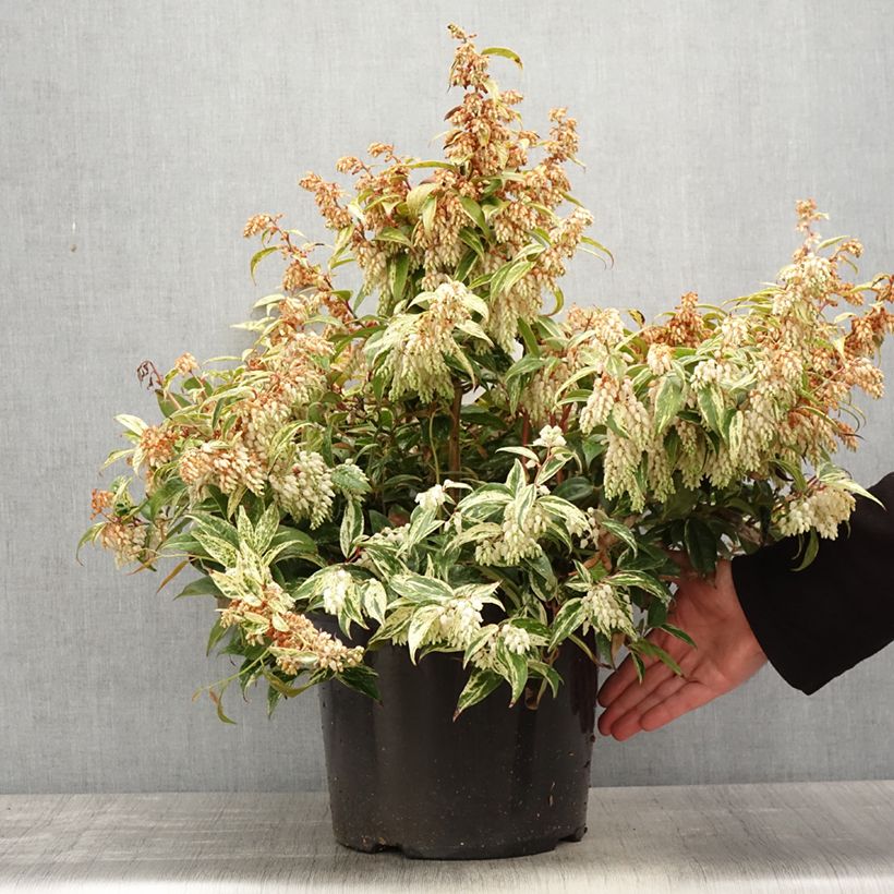 Example of Leucothoe fontanesiana Makijaz Vaso da 7,5L/10L as you get in printemps