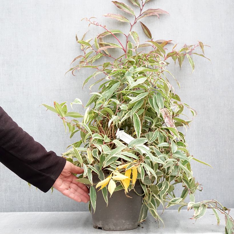Esemplare di Leucothoe fontanesiana Whitewater Vaso da 4L/5L come consegnato in autunno