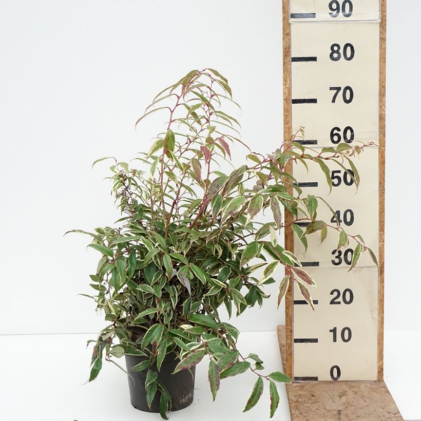 Example of Leucothoe fontanesiana Whitewater Vaso da 4L/5L as you get in hiver