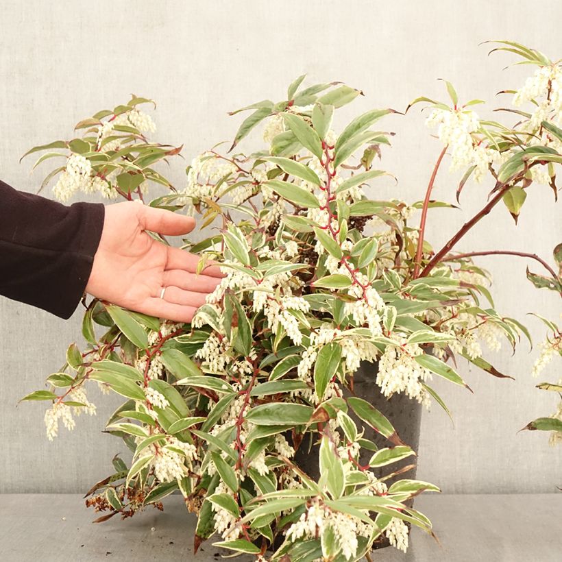 Leucothoe fontanesiana Whitewater Vaso da 4L/5L esemplare consegnato in primavera