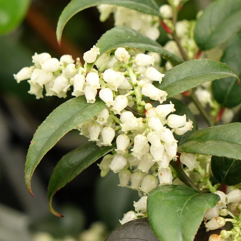 Leucothoe fontanesiana Dark Diamond (Flowering)