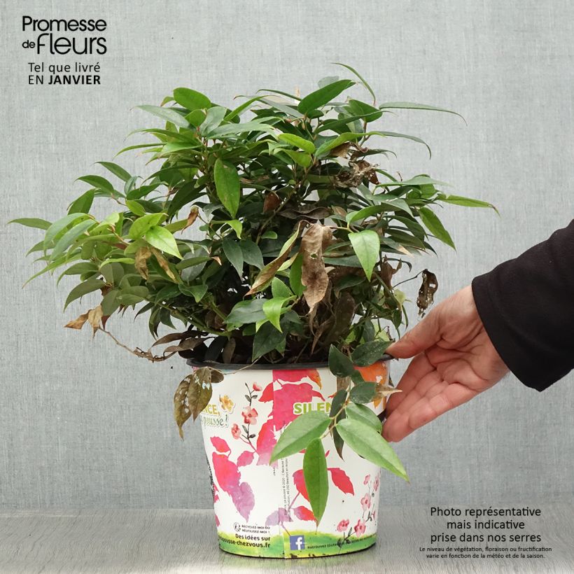 Leucothoe fontesiana Dark Diamond  Pot de 4L/5L esemplare consegnato in inverno