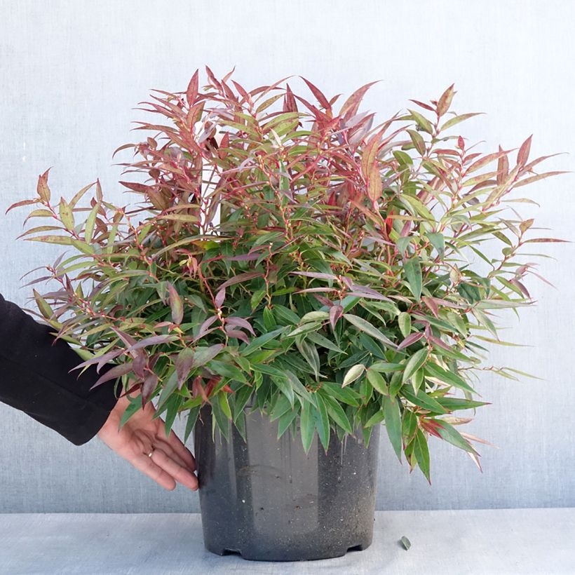 Leucothoe keiskei Burning Love Pot de 7,5L/10L esemplare consegnato in inverno