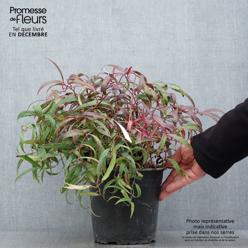 Esemplare di Leucothoe keiskei Halloween Vaso da 4L/5L come consegnato in autunno