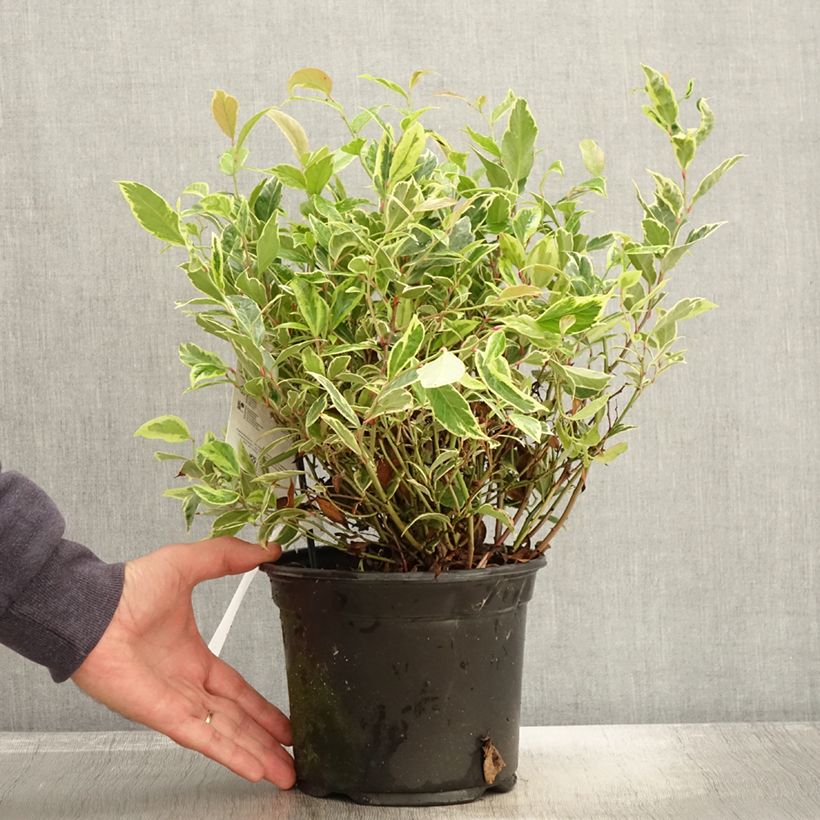 Esemplare di Leucothoe walteri Firestar Pot de 2L/3L come consegnato in autunno