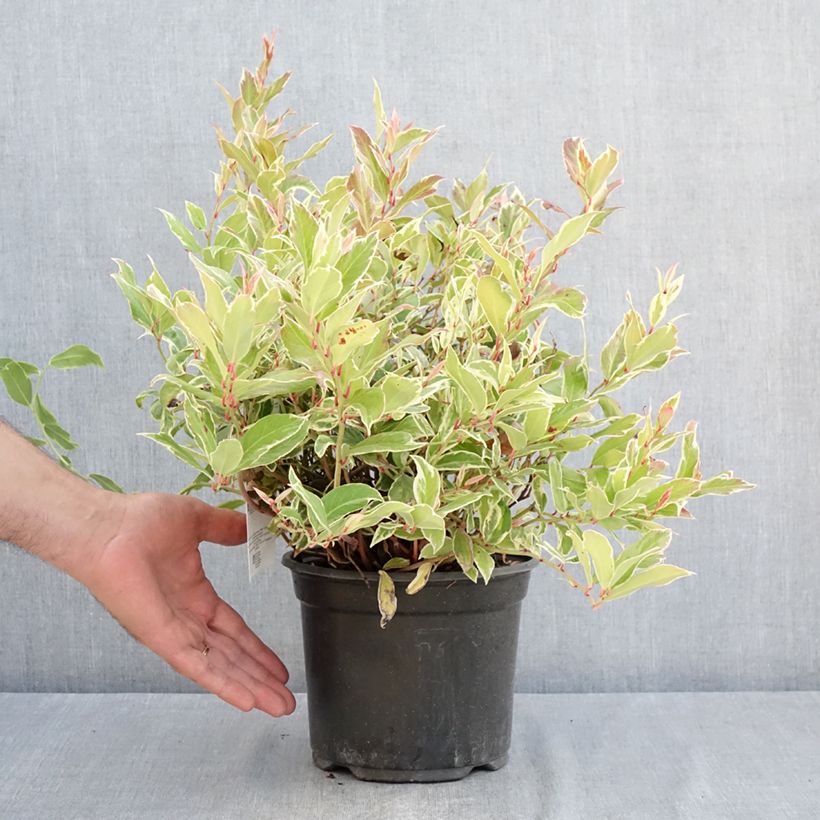 Esemplare di Leucothoe walteri Firestar Vaso da 2L/3L consegnato in estate
